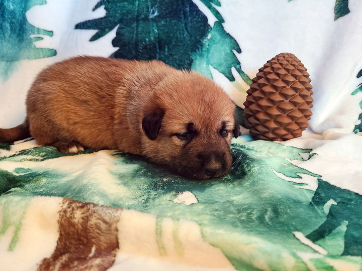 chinook puppy
